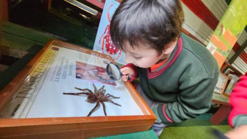 INSECTOMANIA, MUSEO INTERACTIVO-MULTIMEDIA DE EDUCACIÓN AMBIENTAL